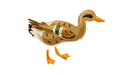 Sticker - Wild duck icon animation best object on white background