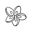 © Яна Фаркова - Plumeria flower outline. Frangipani line art vector illustration isolated on white background. Plumeria silhouette icon, blossom doodle and simple element.