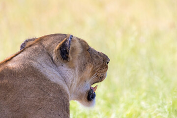 Sticker - Lion portrait in the shade with open mouth and large fangs