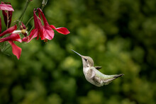 Closeup Of A Rufous Hummingbird Flying Towards Flowers In A Garden With A Blurry Background