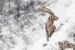 Wonderful portrait of Alpine ibex in winter season (Capra ibex)