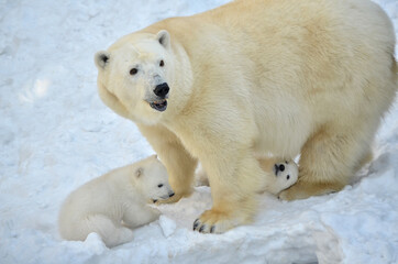 Wall Mural - polar bear with cubs.