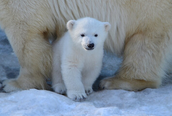 Wall Mural - polar bear cub