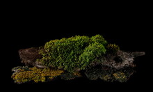 Green Moss With Twigs, Tree Barks Isolated On Black Background, Clipping Path