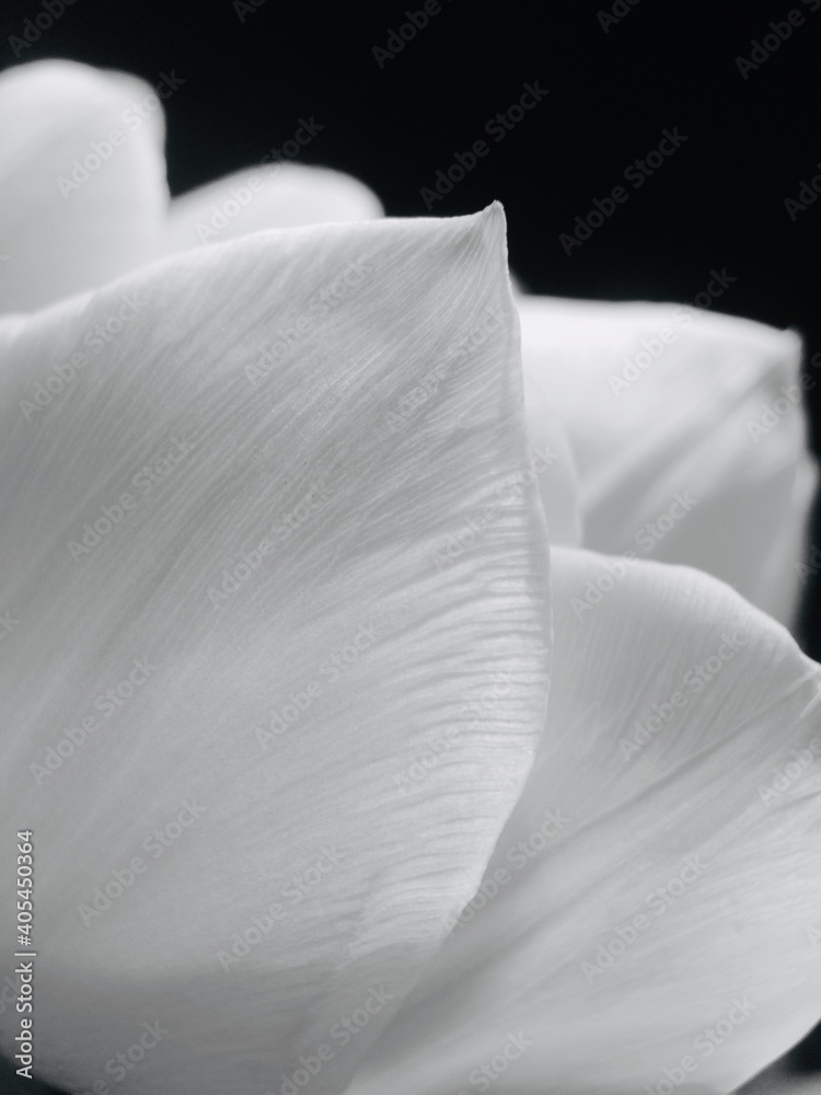 Close-up Of White Rose Flower Against Black Background - obrazy, fototapety, plakaty 