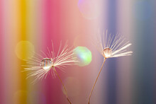 Closeup Shot Of Dandelion Seeds With Water Droplets On A Colorful Background