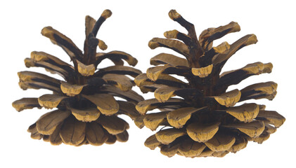 Wall Mural - Two fir cones isolated on white background.