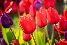 Closeup Of Red Tulips In A Garden Under The Sunlight With A Blurry Background