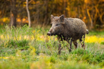 Wall Mural - alert wild boar, sus scrofa, standing on glade with fresh growing grass in spring at sunrise. attent