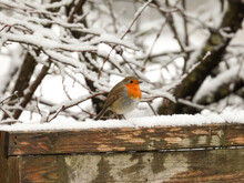 Robin On A Fence In Snow
