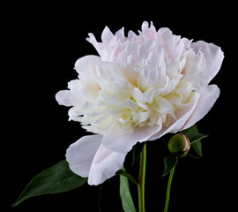 Poster - White peony flower isolated on black background.