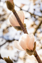Vertical Shot Of Yulan Magnolia In A Field Under The Sunlight With A Blurry Background