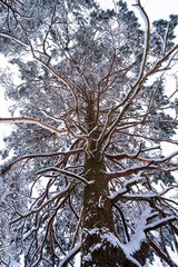 Poster - Vertical shot of a beautiful snow-covered tree in a daytime under the foggy sky