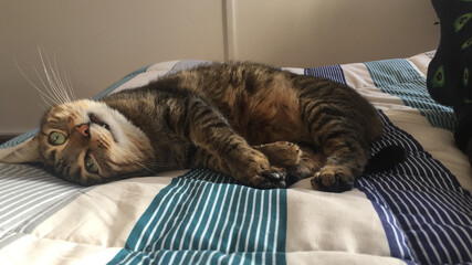 Sticker - Shot of an adorable funny cat lying on the bed of a cozy house in a daytime