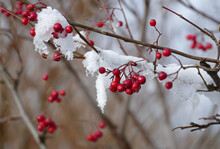 Snow On Common Snowball Plant, Viburnum Opulus Infructescence, Red Berries