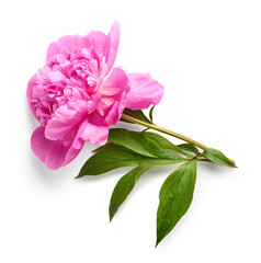 Canvas Print - Pink peony flower isolated on white background