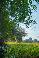 Wall Mural - Beautiful landscape view of turmeric field.S