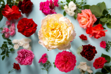 Wall Mural - Beautiful multicolored rose flowers on a blue background. Top view.