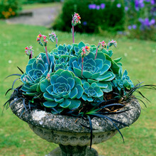 Close Up Planting Of Flowering Echeverias In Classical Stone Container