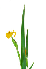 Wall Mural - Yellow iris flower with bud isolated on a white background.