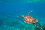 Fototapeta  - Sea turtle in blue water. Friendly marine turtle underwater photo. Oceanic animal in wild nature. Summer vacation activity. Snorkeling or diving banner template. Tropical seashore with sea tortoise.