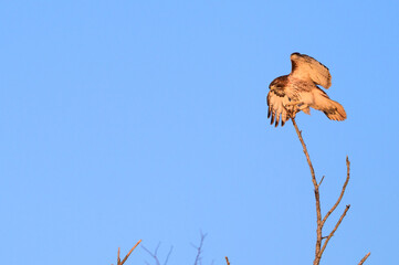 red tailed hawk landing in a tree near sunset