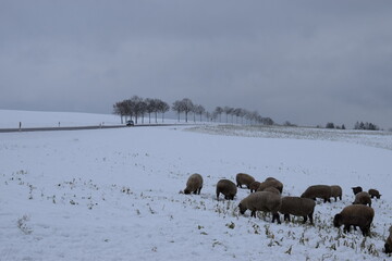 Canvas Print - Schafherde im Schnee