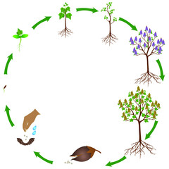Wall Mural - Life cycle of a paulownia plant on a white background.