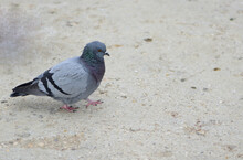 The Pigeon Walks Importantly On The Concrete Floor, Looking Around
