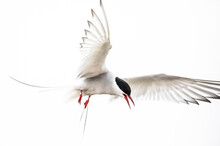 Arctic Tern On Farne Island