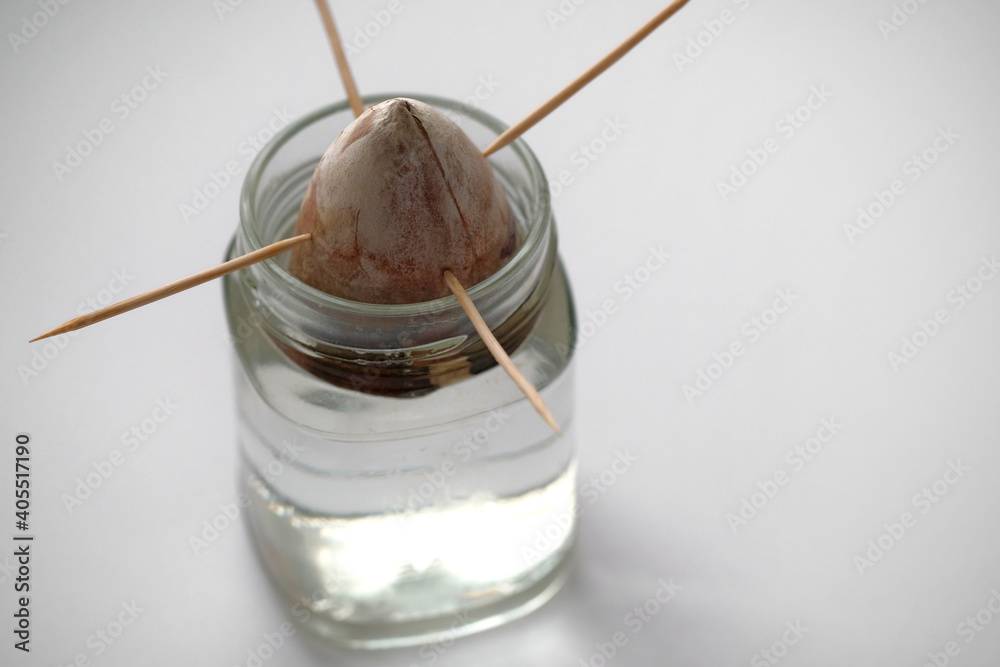 Toothpick Method Avocado Germination method. The avocado seed is in a jar of water. To prevent ...