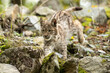 © vaclav - Lynx in green forest with tree trunk. Wildlife scene from nature. Playing Eurasian lynx, animal behaviour in habitat. Wild cat from Germany. Wild Bobcat between the trees
