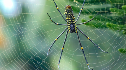 spider on web