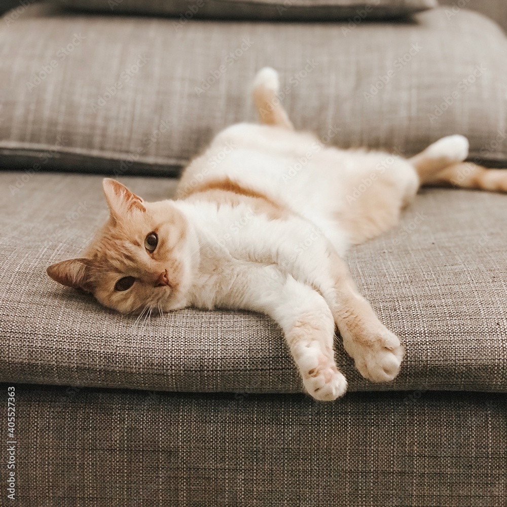 Close-up Of A Cat Resting On Sofa - obrazy, fototapety, plakaty 