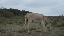 Still Video Of A Grey Colored Donkey That Is Grazing In An Area With Barely Any Grass And Loads Of Thrash