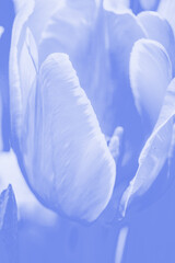 Wall Mural - beautiful flower with blue tint. flower composition