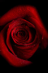 Wall Mural - Beautiful fresh rose of red color on a black background. Place for text. Photo for a greeting card