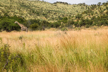 Giraffe Walking In A Dry Grass Field On Background Of A Hill Covered By Trees