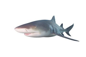 Wall Mural - Lemon Shark isolated on white background.
