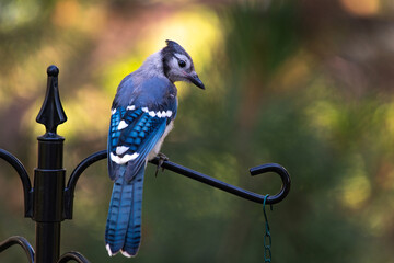 a beautiful blue jay perched on a bird feeder