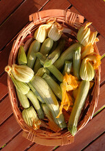 Basket Of Freshly Picked Fresh Zucchini

