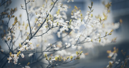 Wall Mural - White flowers of cherry.