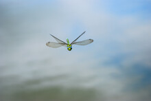 Dragonfly In Flight. Closeup On Beautiful Green And Blue Insect Over The Water