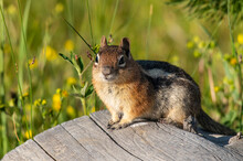 An Adorable Golden-mantled Ground Squirrel Poses On A Log In The Mountains