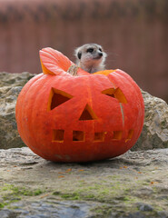 Funny meerkat and pumpkin in Halloween