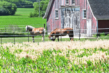 Poster - Horses by Old Barn