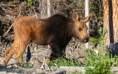 Wall Mural - An Adorable Moose Calf Roaming the Mountains