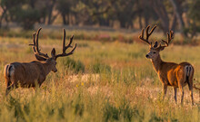 Two Large Mule Deer Bucks In Velvet Antlers 