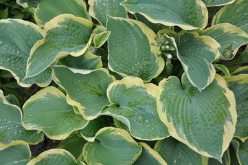 wet leaves of hosta plant on a rainy day