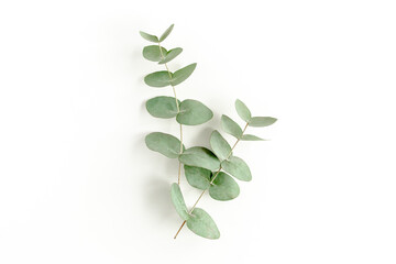 Green leaves eucalyptus isolated on white background. Flat lay, top view.